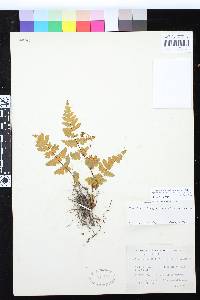 Notholaena ochracea image