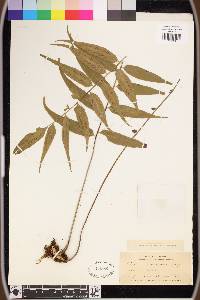 Asplenium juglandifolium image