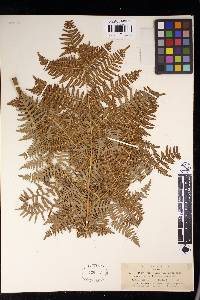 Pteridium latiusculum subsp. pubescens image