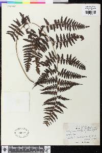 Athyrium platyphyllum image
