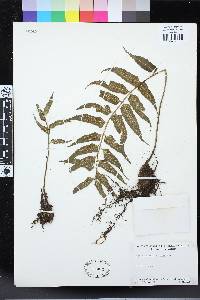 Asplenium anisophyllum image