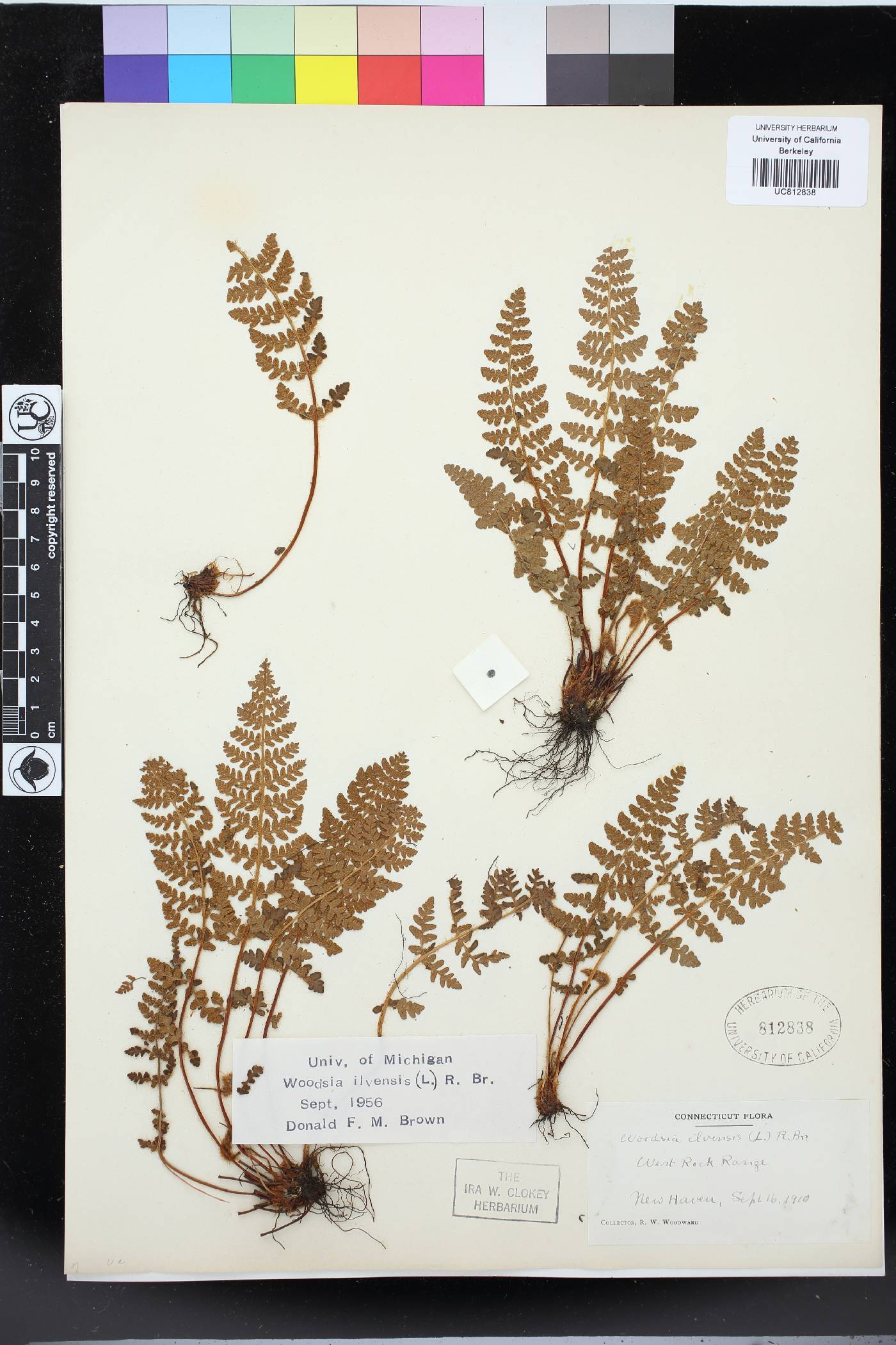 Woodsia ilvensis image