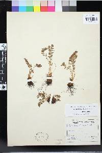 Woodsia ilvensis image