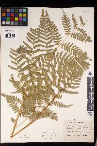 Pteridium aquilinum image