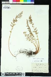 Woodsia scopulina image