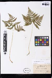 Gymnocarpium dryopteris image