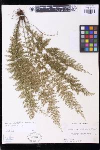 Asplenium corderoanum image