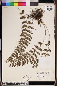 Asplenium thunbergii image