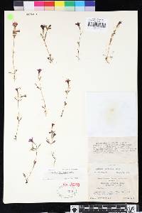Image of Erythranthe filicaulis