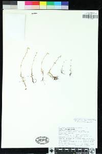 Plagiobothrys tener image