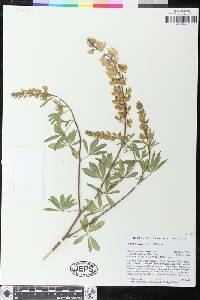 Lupinus andersonii image