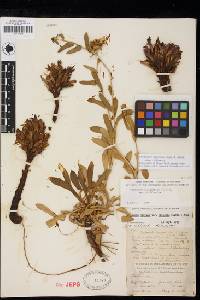 Aphyllon californicum subsp. californicum image
