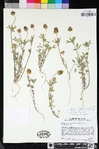 Trifolium dichotomum image