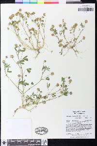Trifolium depauperatum var. truncatum image