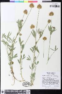 Trifolium longipes image