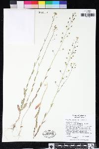 Camelina microcarpa image