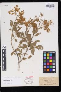 Sambucus nigra subsp. canadensis image