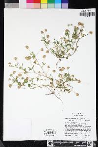 Trifolium depauperatum var. amplectens image