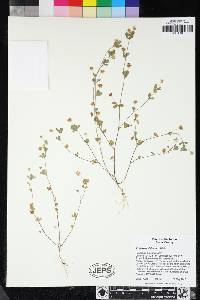 Trifolium dubium image