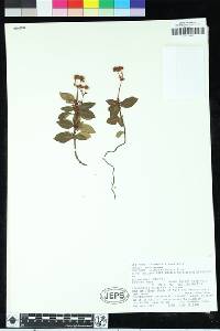 Chimaphila menziesii image