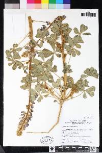 Lupinus hirsutissimus image