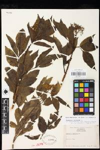 Sambucus racemosa image