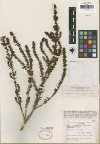 Suaeda taxifolia image