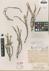 Plagiobothrys glaber image