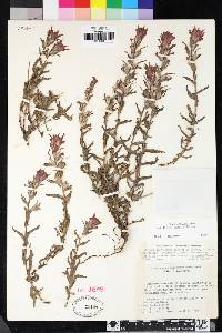 Castilleja applegatei image