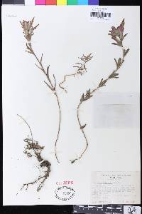 Castilleja affinis subsp. litoralis image