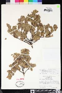 Arctostaphylos pacifica image