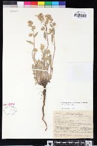 Phacelia mutabilis image