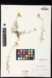 Eriophyllum confertiflorum var. confertiflorum image