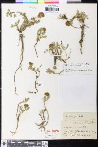 Trifolium longipes subsp. hansenii image