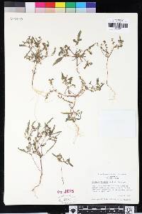 Phacelia racemosa image