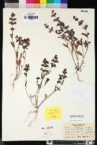 Collinsia bartsiifolia var. davidsonii image