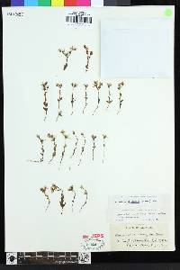 Dudleya blochmaniae subsp. blochmaniae image