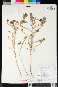 Chloropyron maritimum subsp. canescens image