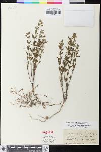 Scutellaria antirrhinoides image