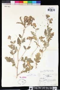 Phacelia crenulata var. ambigua image