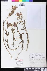 Castilleja affinis subsp. litoralis image