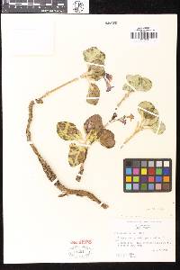 Cycladenia humilis var. humilis image