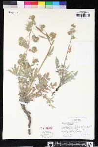 Phacelia imbricata var. imbricata image