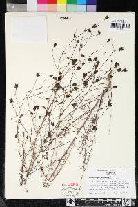 Cordylanthus pringlei image
