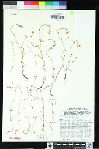 Plagiobothrys chorisianus var. chorisianus image