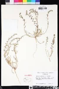 Lepidium nitidum image