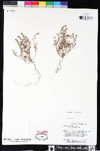 Phacelia eisenii image