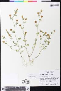 Trifolium campestre image