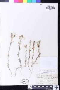 Cryptantha muricata var. denticulata image