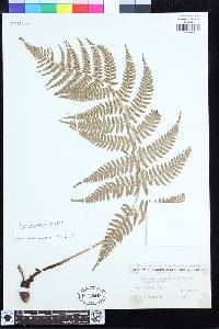 Dryopteris nigropaleacea image